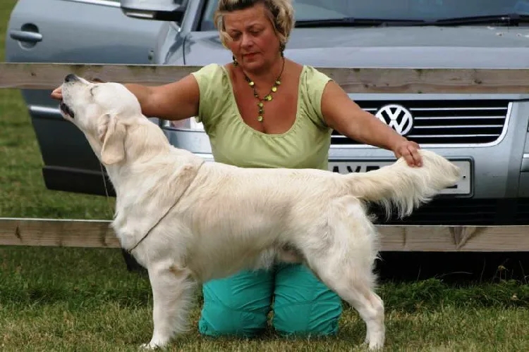 Dog picture