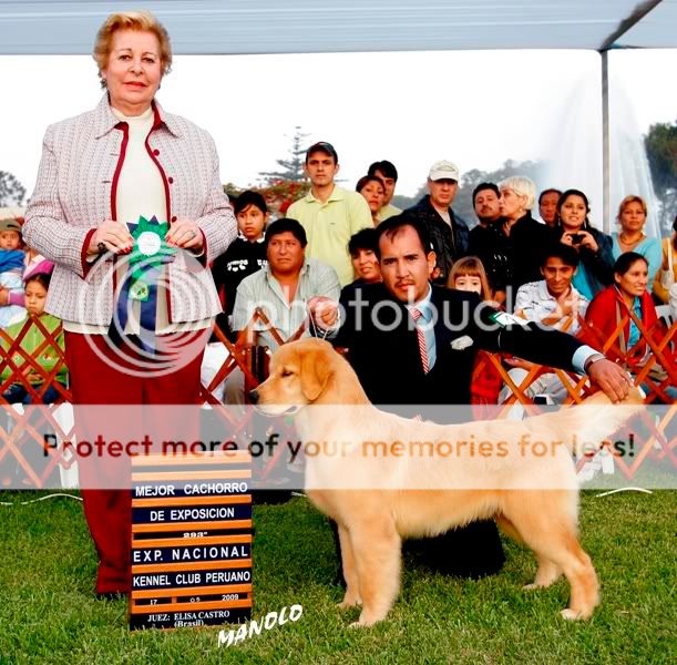 Dog picture