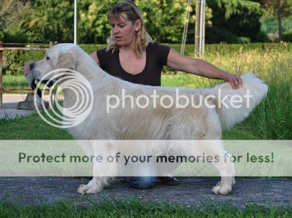 Dog picture
