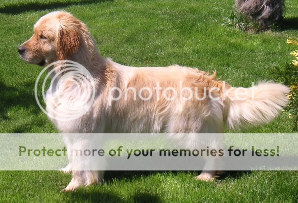 Dog picture
