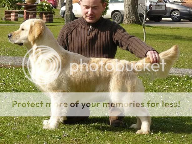 Dog picture
