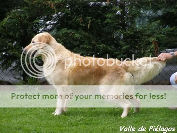 Dog picture
