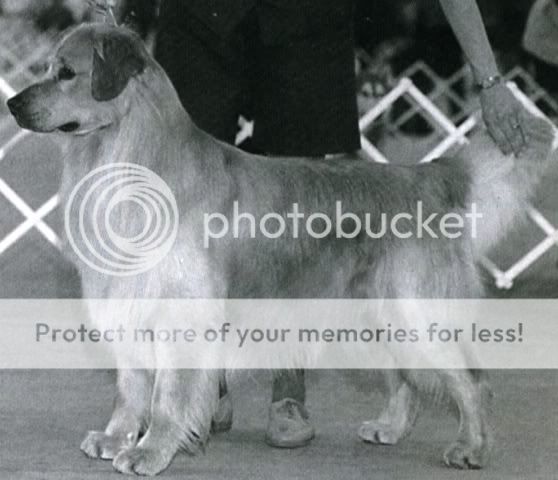 Dog picture