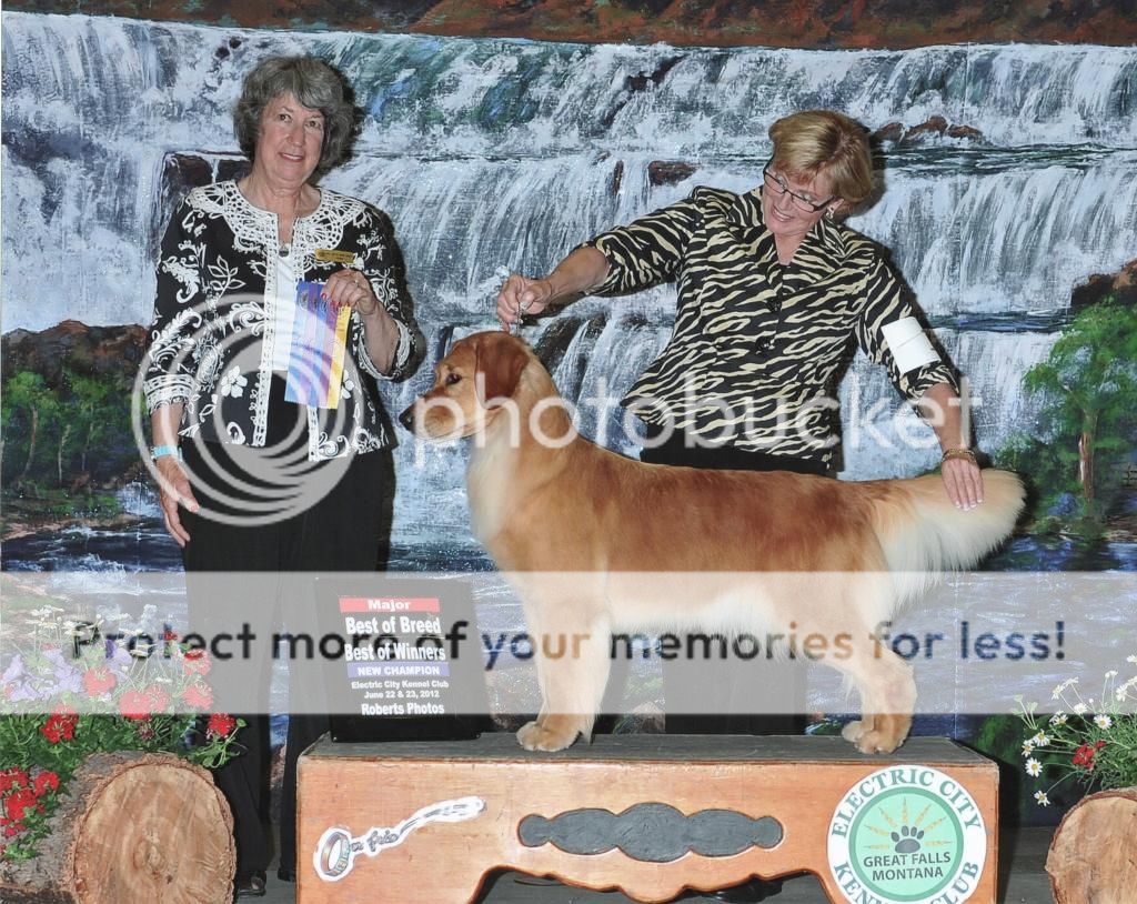Dog picture