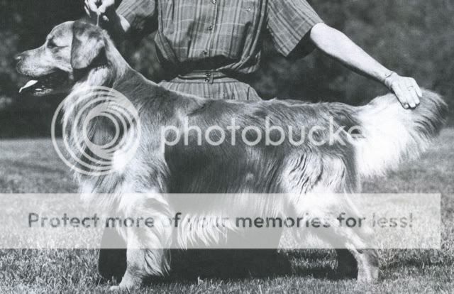 Dog picture