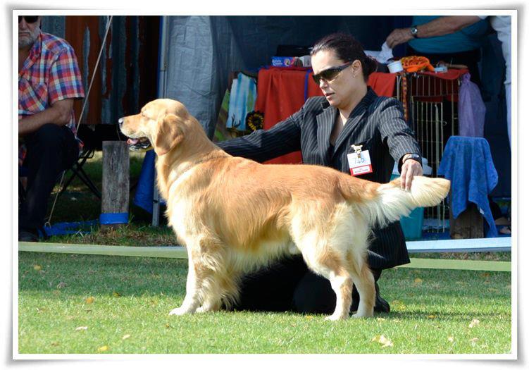 Dog picture