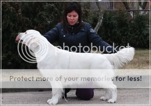 Dog picture