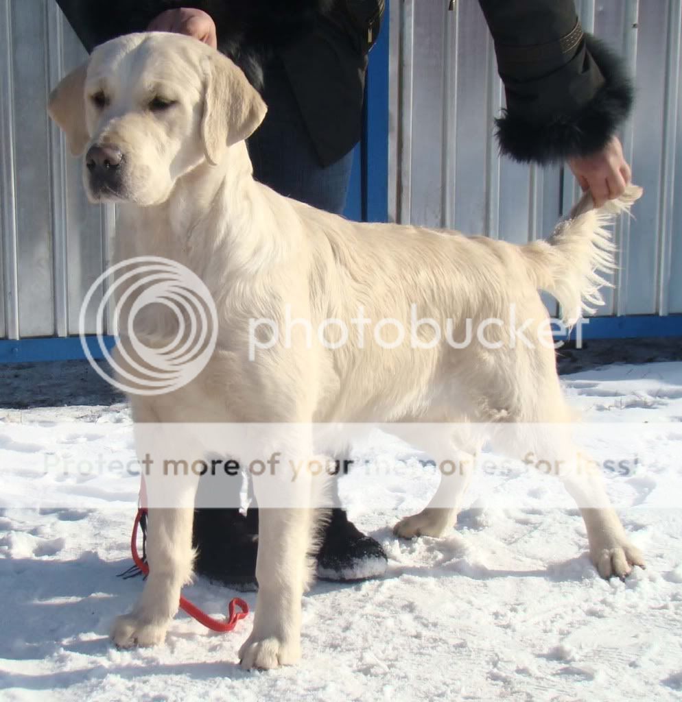 Dog picture