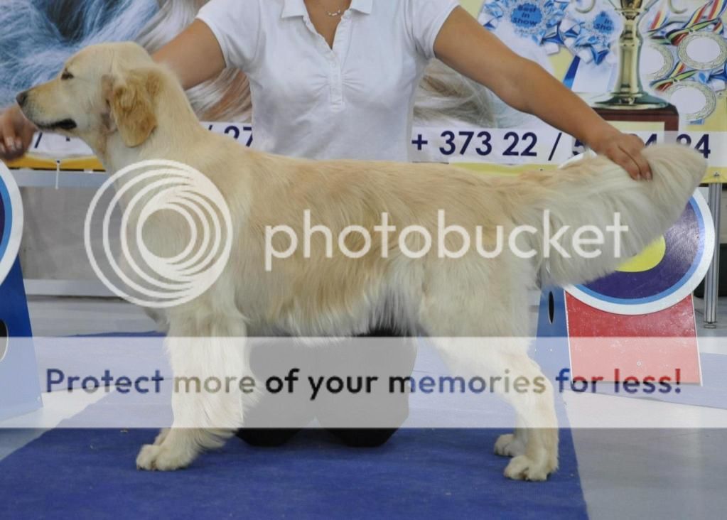 Dog picture