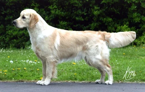 Dog picture