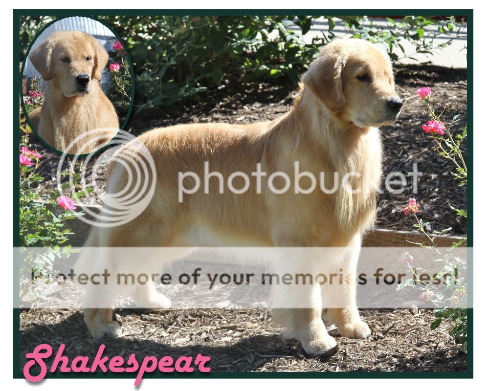 Dog picture