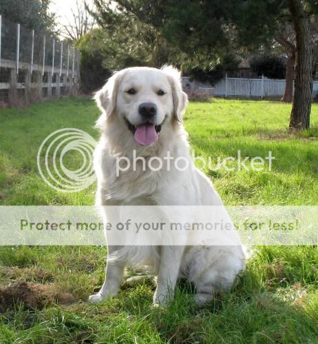 Dog picture