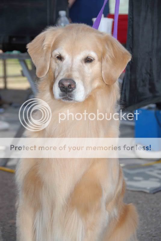Dog picture