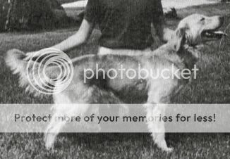 Dog picture