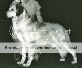 Dog picture