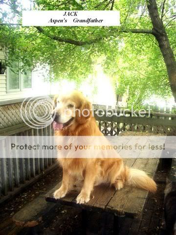 Dog picture