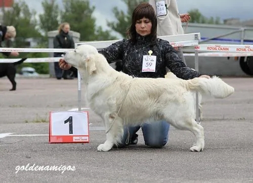 Dog picture