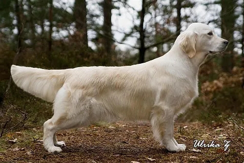 Dog picture