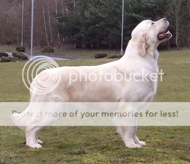 Dog picture
