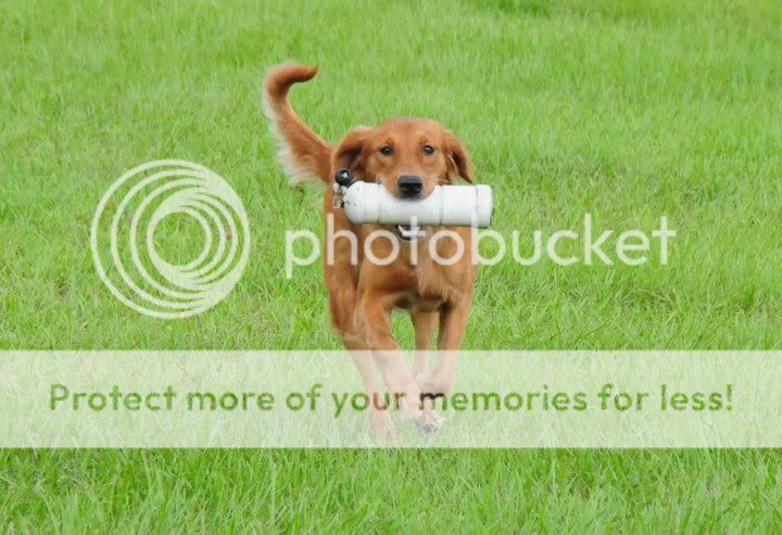 Dog picture