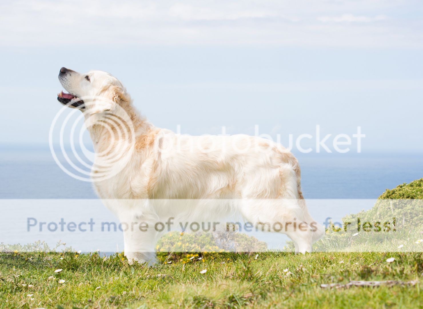 Dog picture