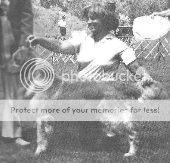 Dog picture