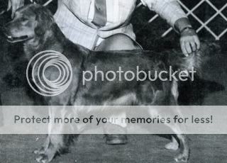 Dog picture