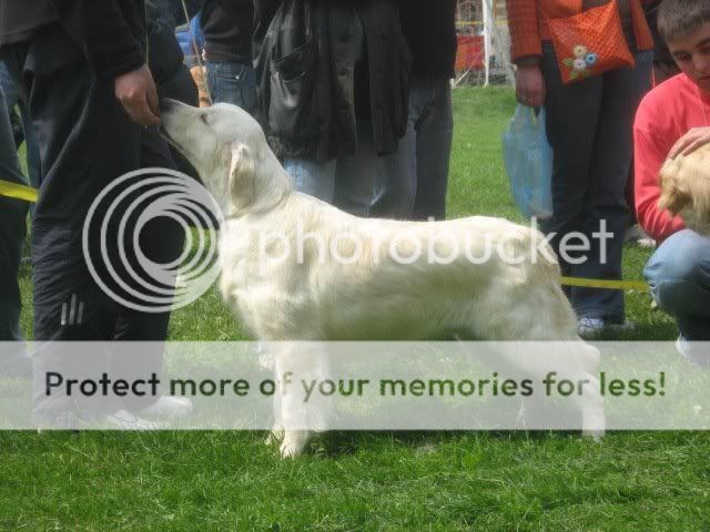 Dog picture