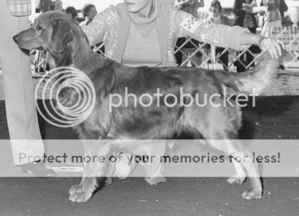 Dog picture