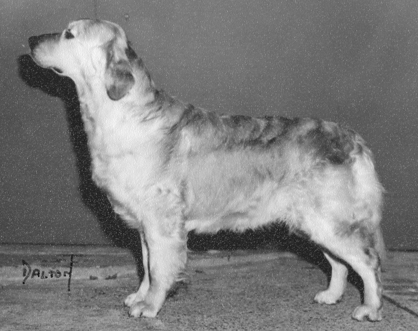 Dog picture
