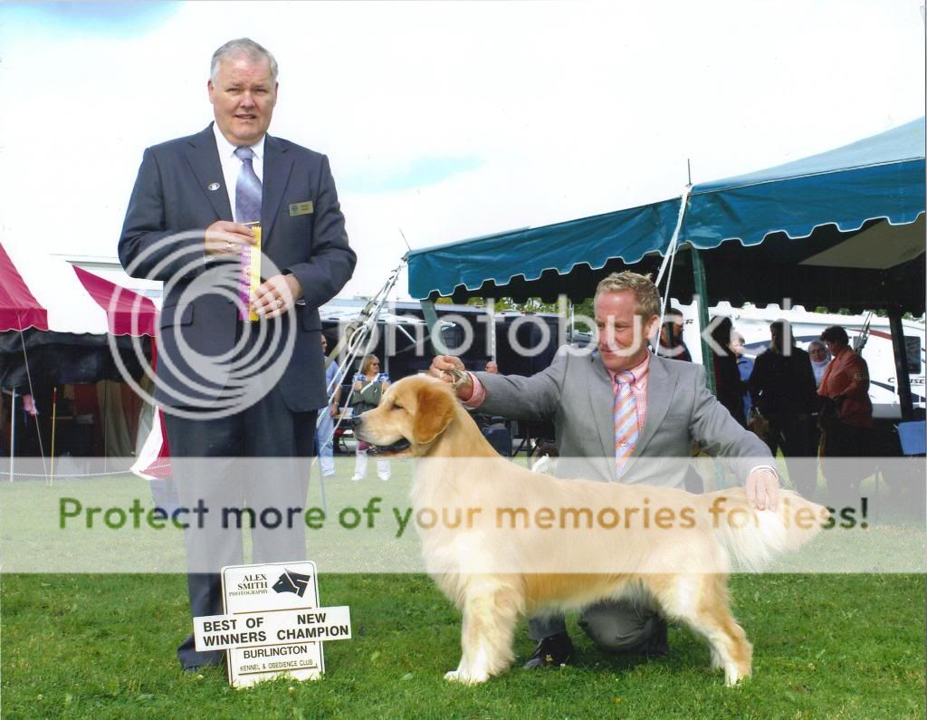 Dog picture