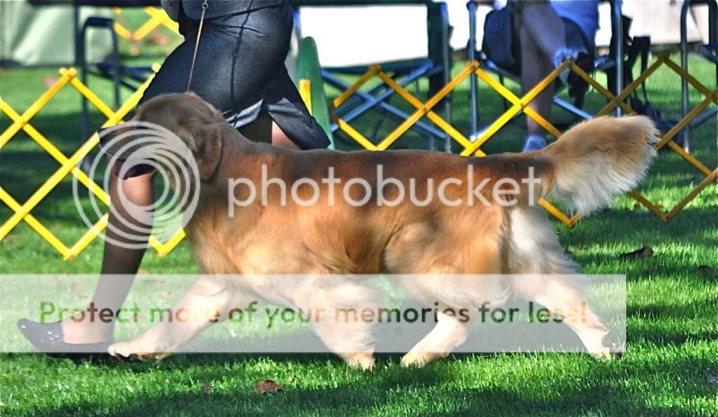 Dog picture