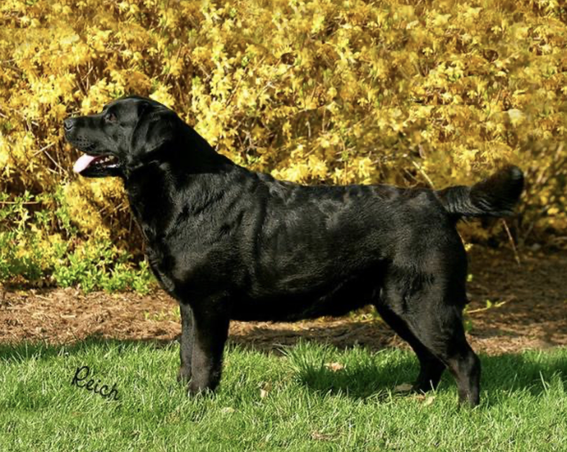 Dog picture