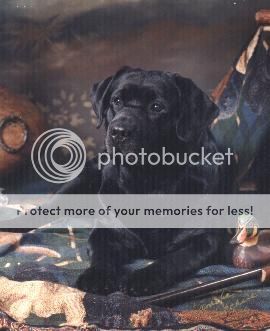 Dog picture