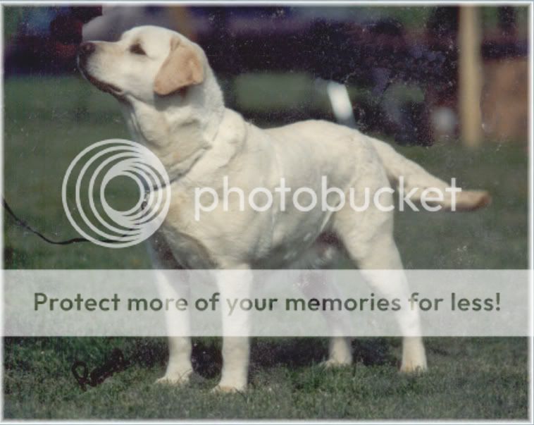 Dog picture