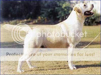 Dog picture