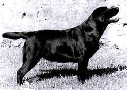 Dog picture