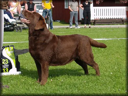 Dog picture