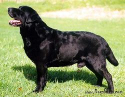 Dog picture