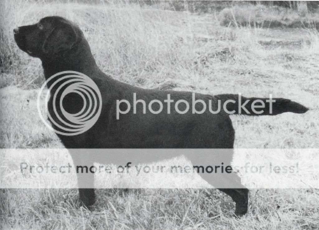 Dog picture