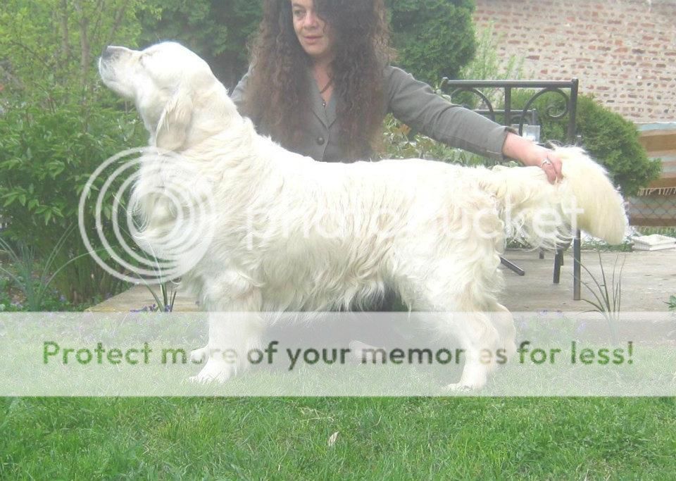Dog picture