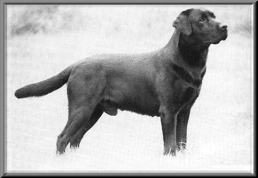 Dog picture