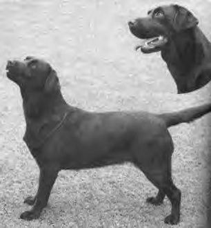 Dog picture