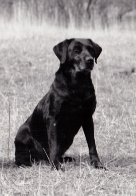 Dog picture