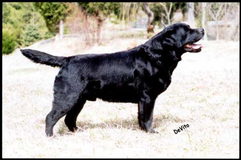 Dog picture