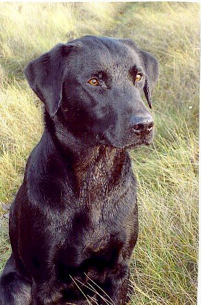 Dog picture
