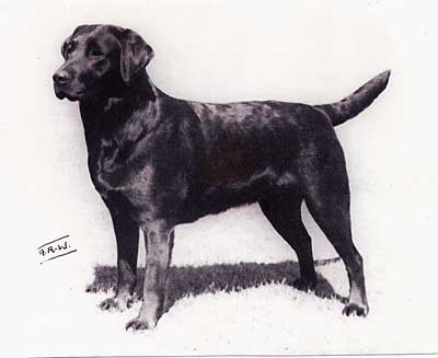 Dog picture