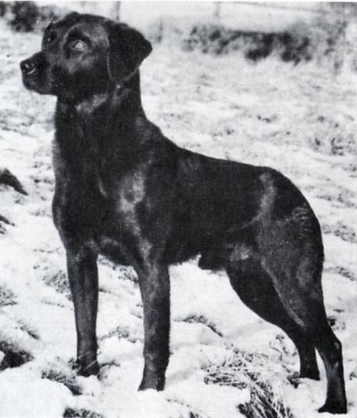 Dog picture