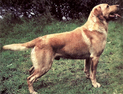 Dog picture