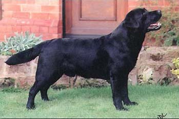 Dog picture